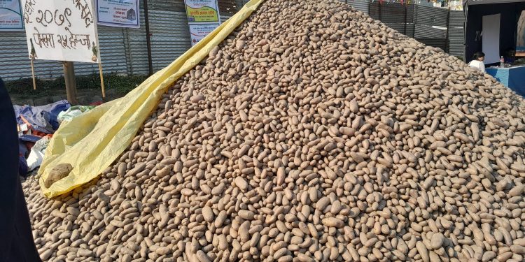 पोखराको हेमजामा  आलु मेलाको रौनक सूरु