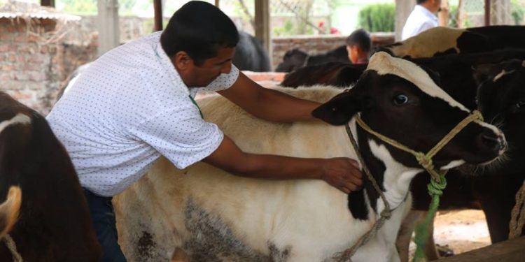 पशुधन पूर्णखोप प्रभावकारी भएको दावी