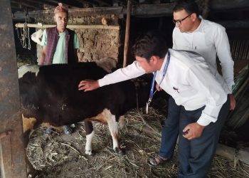 ‘लम्पी स्किन’ महामारी बढदो क्रममा