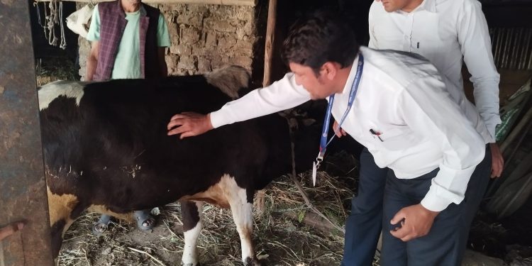 ‘लम्पी स्किन’ महामारी बढदो क्रममा