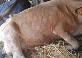 ‘लम्पी स्किन’ महामारी बढदो क्रममा