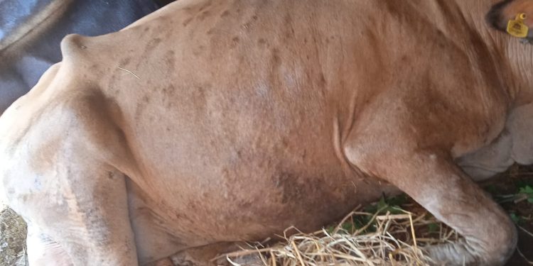 ‘लम्पी स्किन’ महामारी बढदो क्रममा