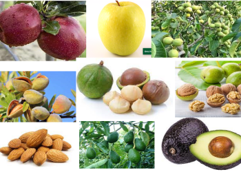 गण्डकी पहाडमा काष्ठफल आयोजना