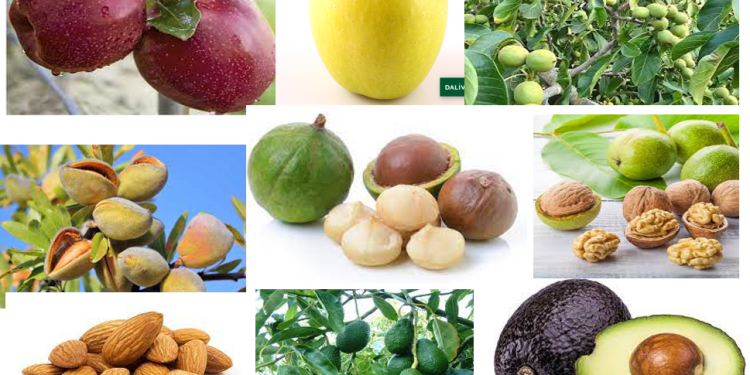 गण्डकी पहाडमा काष्ठफल आयोजना