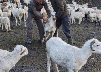 घान्द्रुकका भेडीगोठमा आकस्मीक खोप सेवा