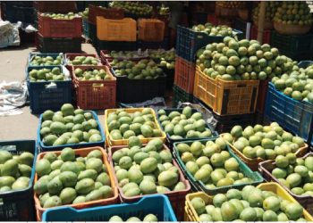 मौसम भन्दा पहिलै बजारमा आँप, घातक रसायन हालेर पकाएको आँप चिनौं 