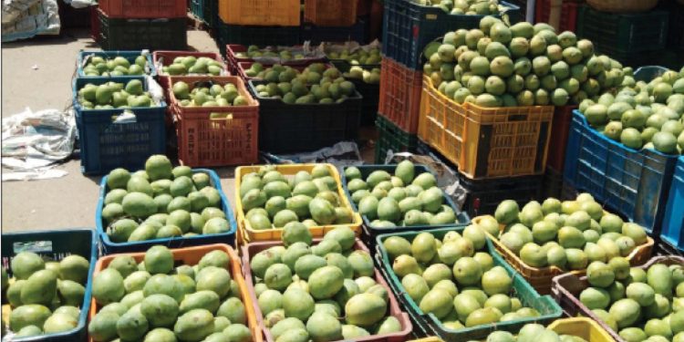 मौसम भन्दा पहिलै बजारमा आँप, घातक रसायन हालेर पकाएको आँप चिनौं 