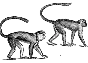 मकै जोगाउन बाँदर धपाउने डिउटी तालिका सार्वजनीक