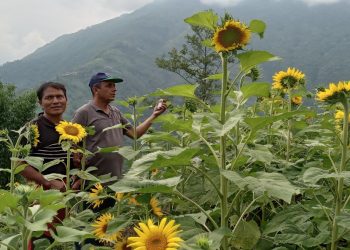 बाँझो जग्गामा वैकल्पिक तेलहन सूर्यमुखी