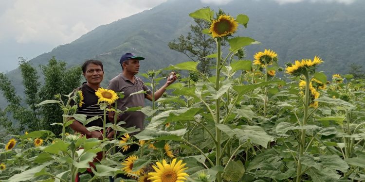 बाँझो जग्गामा वैकल्पिक तेलहन सूर्यमुखी