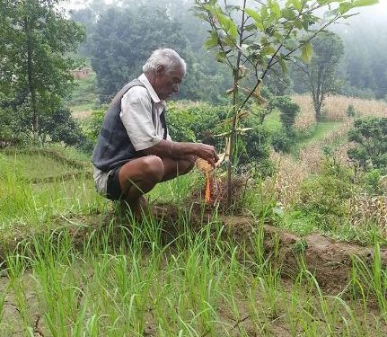 किसानहरुको धानखेत शुद्धिकरण गर्ने हरेलो पर्व लोपोन्मुख