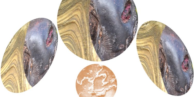 सूर्यनारायण उदाउदैनन्: दिगो कृषिउद्यमको सूत्र