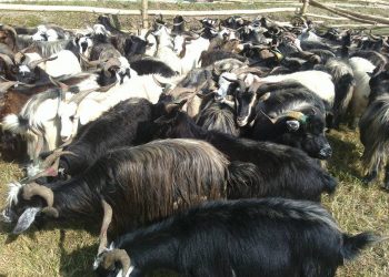 च्याङ्ग्रापालन कृषकहरुलाई व्यवसाय सुधार तालिम