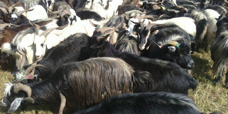 च्याङ्ग्रापालन कृषकहरुलाई व्यवसाय सुधार तालिम