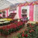 पोखरामा पुष्प प्रदर्शनी मेला,  बाहीरी र नक्कली फुल आयातमा रोक्का