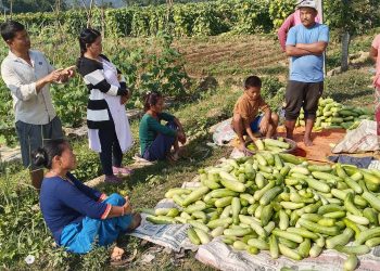हुप्सेकोटमा काँक्रो तयार भो,  बजार मुल्यमा विचौलीया कै राज