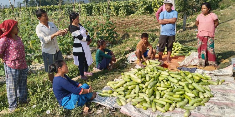 हुप्सेकोटमा काँक्रो तयार भो, बजार मुल्यमा विचौलीया कै राज