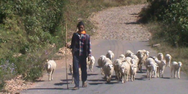 रैथाने भेडा पालनमा रमाउँदै किसान