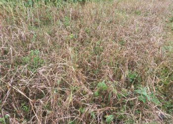 पाक्ने वेलाको कोदो वाली ‘राते’ लागेर सखाप