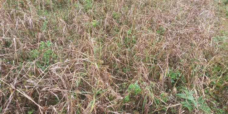 पाक्ने वेलाको कोदो वाली ‘राते’ लागेर सखाप