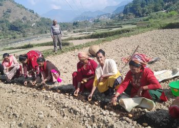 सामुहिक आलुखेतिमा पाठखोलाका महिलाहरु