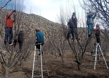 मुस्ताङ्गमा स्याउ बगैचा गोडमेल सूरु