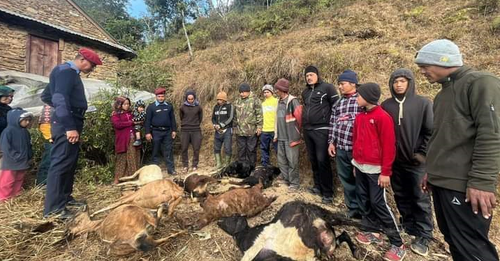 बाख्रा गोठमा आगलागी, लाखौंको क्षति