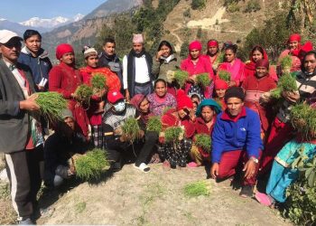 प्याजमा आत्मनिर्भर बनाउन पालिकाको बेर्ना अभियान