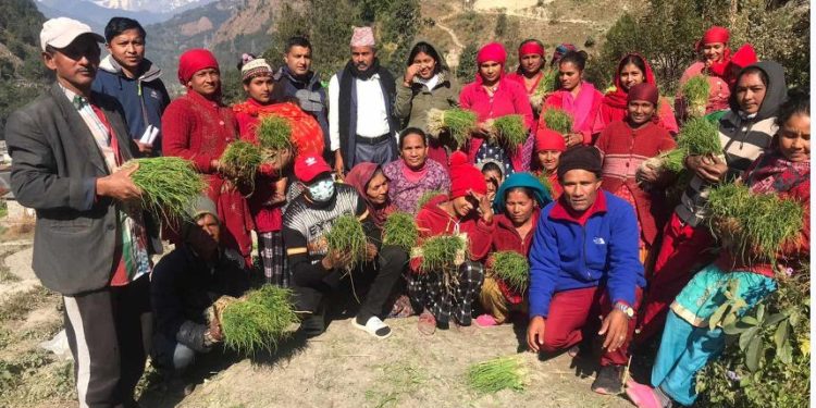 प्याजमा आत्मनिर्भर बनाउन पालिकाको बेर्ना अभियान