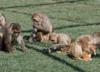 बाँदर हैरानीले अधिकाँश फाँट बाँझै