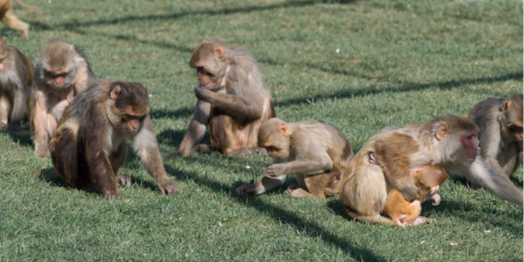 बाँदर हैरानीले अधिकाँश फाँट बाँझै