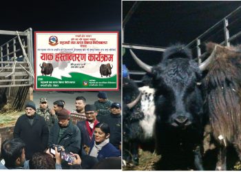 गण्डकी हिमालयमा उन्नाइस याक आइपुगे