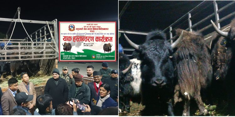 गण्डकी हिमालयमा उन्नाइस याक आइपुगे