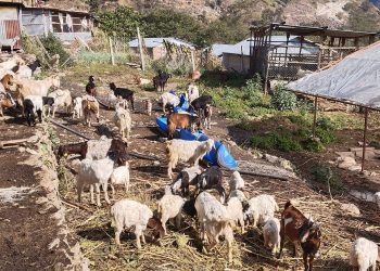 भेडिगोठ खोज्दै चरन खर्कमा प्राविधिकहरु