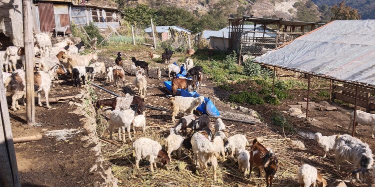 भेडिगोठ खोज्दै चरन खर्कमा प्राविधिकहरु
