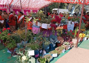 कौशी—करेसा किसानको प्रतिष्पर्धा