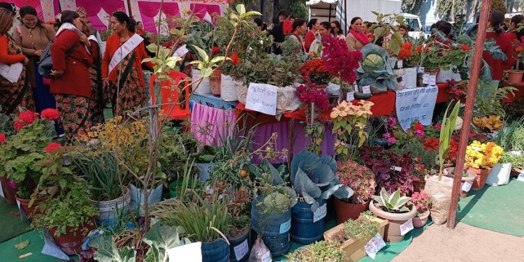 कौशी—करेसा किसानको प्रतिष्पर्धा