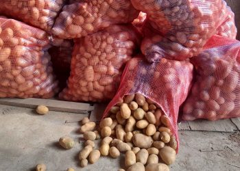 चापाकोटमा आलु खेतिले किसानहरु उत्साहीत