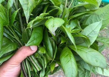 सिप्लीकान तरकारी खेती सम्भावना विस्तार हुँदै