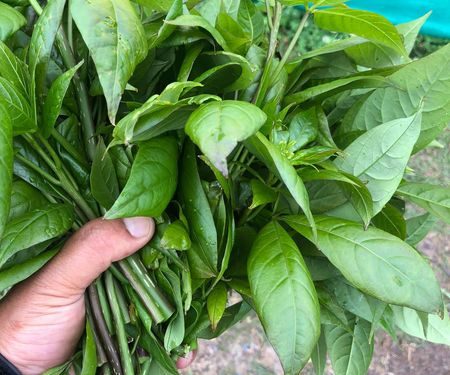 सिप्लीकान तरकारी खेती सम्भावना विस्तार हुँदै