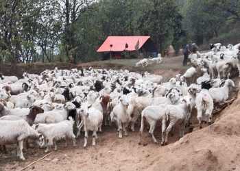 घुम्तीगोठमा परजीवी नियन्त्रण गर्दै प्राविधिकहरु