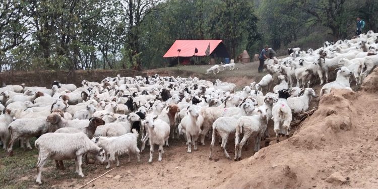घुम्तीगोठमा परजीवी नियन्त्रण गर्दै प्राविधिकहरु