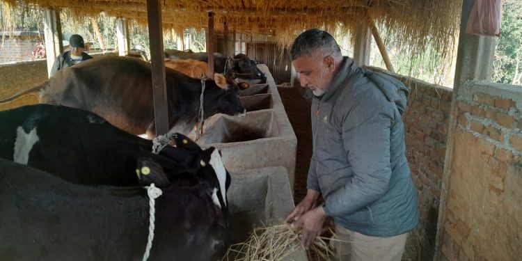 परदेशबाट फर्केर कृषिमा रमाउने शालिकरामको प्रयास