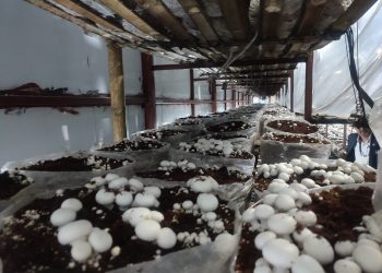 डल्ले च्याउ आयात रोक्ने रैथाने जुक्ति