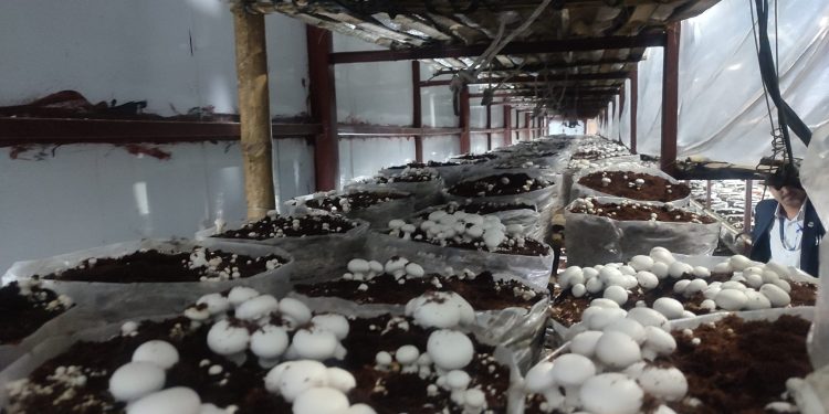 डल्ले च्याउ आयात रोक्ने रैथाने जुक्ति