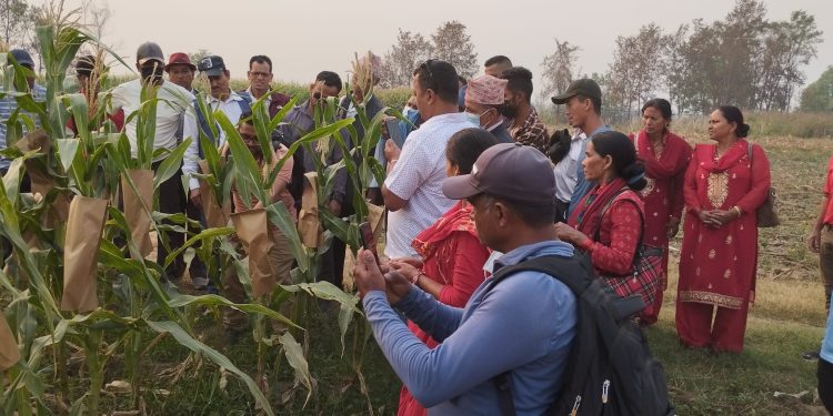 खडेरीमा अमेरीकी फौजीकिराको प्रकोप