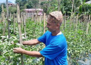 परदेशबाट फर्केका फालचन्द्र  नमुना कृषि उद्यमी बन्दै