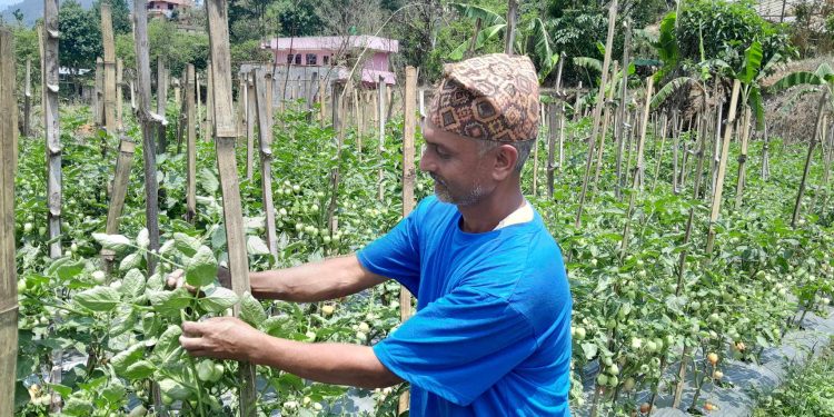 परदेशबाट फर्केका फालचन्द्र  नमुना कृषि उद्यमी बन्दै