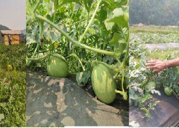 शहरका काँठे बगरहरुमा खरवुजा खेति फस्टाउँदै