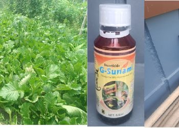 उपभोक्ताहरु होसीयार : हरीयो सागमा अत्याधिक विषादी भेटियो